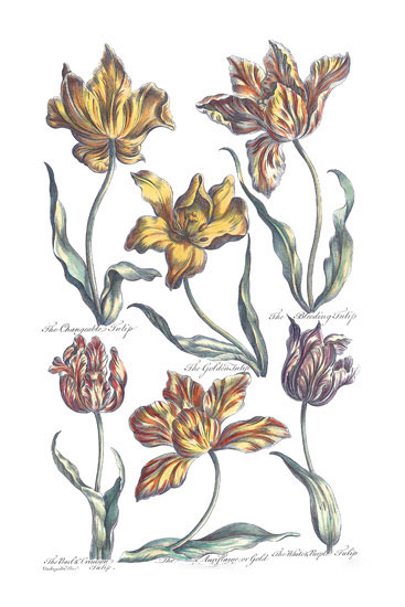 Floral for Jahrriesnge flowers-lpf06817 Compatible Floral Jahrriesnge for flowers-lpf06817