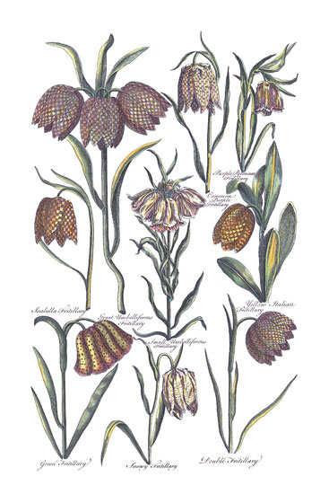 Floral for Jahrriesnge flowers-lpf06819 Compatible Floral Jahrriesnge for flowers-lpf06819