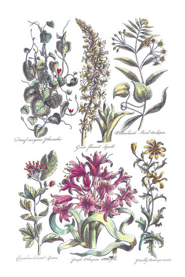 Floral for Jahrriesnge flowers-lpf06820 Compatible Floral Jahrriesnge for flowers-lpf06820