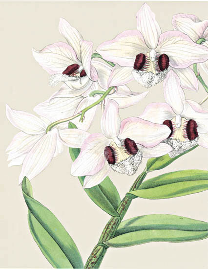 Floral for Jahrriesnge flowers-lpf06826 Compatible Floral Jahrriesnge for flowers-lpf06826