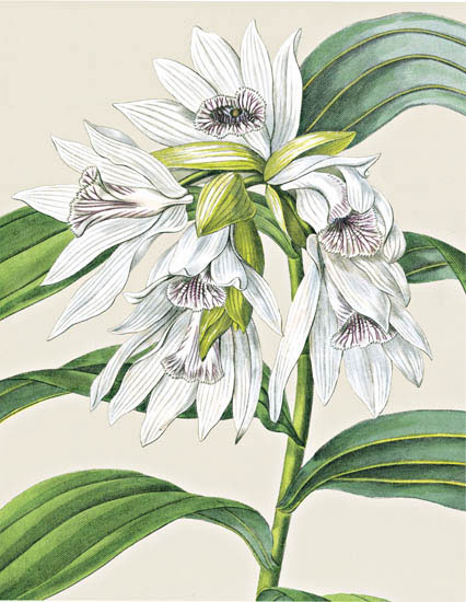 Floral for Jahrriesnge flowers-lpf06827 Compatible Floral Jahrriesnge for flowers-lpf06827