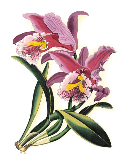 Floral for Jahrriesnge flowers-lpf06831 Compatible Floral Jahrriesnge for flowers-lpf06831