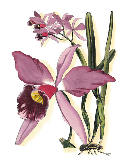 Floral for Jahrriesnge flowers-lpf06832 Compatible Floral Jahrriesnge for flowers-lpf06832