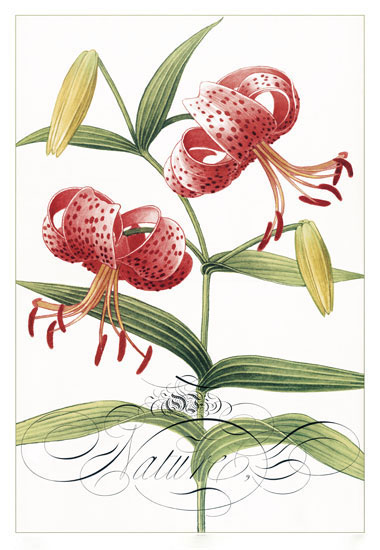 Floral for Jahrriesnge flowers-lpf06834 Compatible Floral Jahrriesnge for flowers-lpf06834