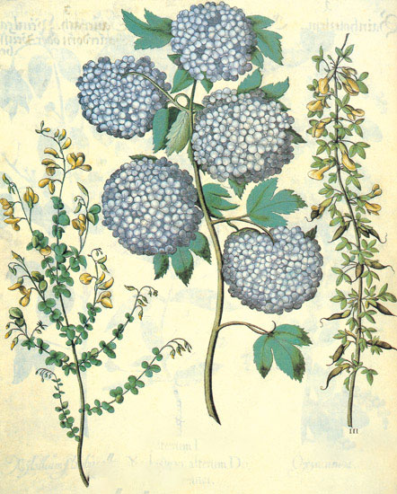 Floral for Jahrriesnge flowers-lpf06844 Compatible Floral Jahrriesnge for flowers-lpf06844