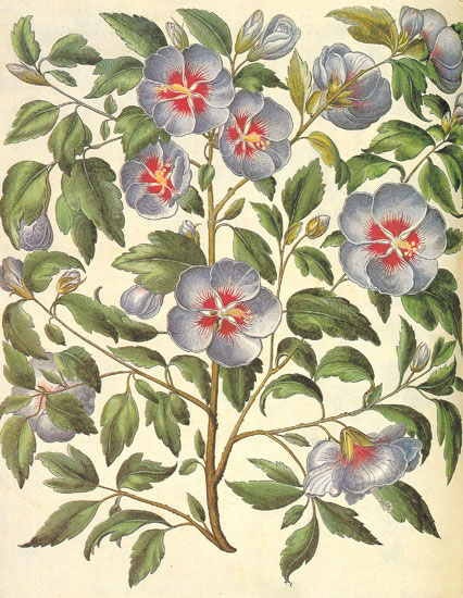 Floral for Jahrriesnge flowers-lpf06845 Compatible Floral Jahrriesnge for flowers-lpf06845
