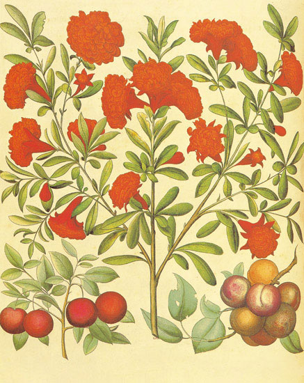 Floral for Jahrriesnge flowers-lpf06862 Compatible Floral Jahrriesnge for flowers-lpf06862