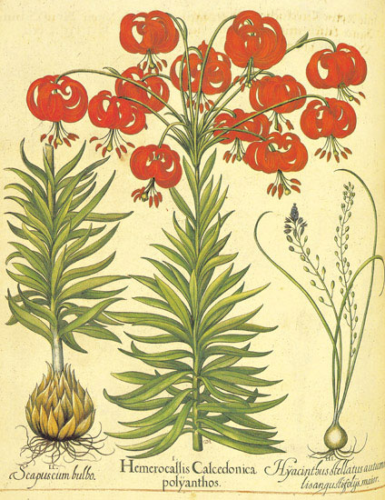 Floral for Jahrriesnge flowers-lpf06863 Compatible Floral Jahrriesnge for flowers-lpf06863