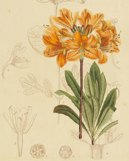Floral for Jahrriesnge flowers-lpf06866 Compatible Floral Jahrriesnge for flowers-lpf06866