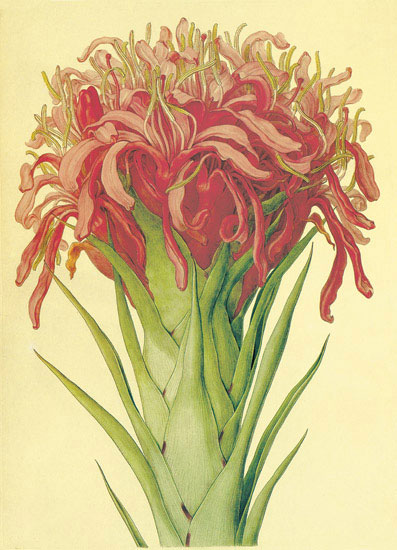Floral for Jahrriesnge flowers-lpf06870 Compatible Floral Jahrriesnge for flowers-lpf06870