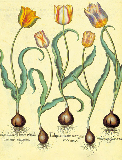 Floral for Jahrriesnge flowers-lpf06877 Compatible Floral Jahrriesnge for flowers-lpf06877