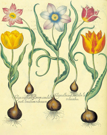 Floral for Jahrriesnge flowers-lpf06878 Compatible Floral Jahrriesnge for flowers-lpf06878