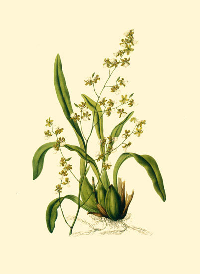 Floral for Jahrriesnge flowers-lpf06882 Compatible Floral Jahrriesnge for flowers-lpf06882