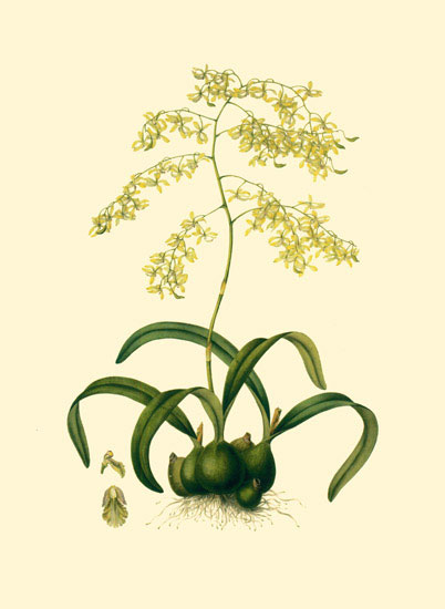Floral for Jahrriesnge flowers-lpf06884 Compatible Floral Jahrriesnge for flowers-lpf06884
