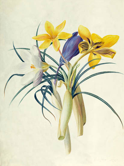 Floral for Jahrriesnge flowers-lpf06888 Compatible Floral Jahrriesnge for flowers-lpf06888