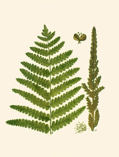 Floral for Jahrriesnge leaves-lpf06898 Compatible Floral Jahrriesnge for leaves-lpf06898