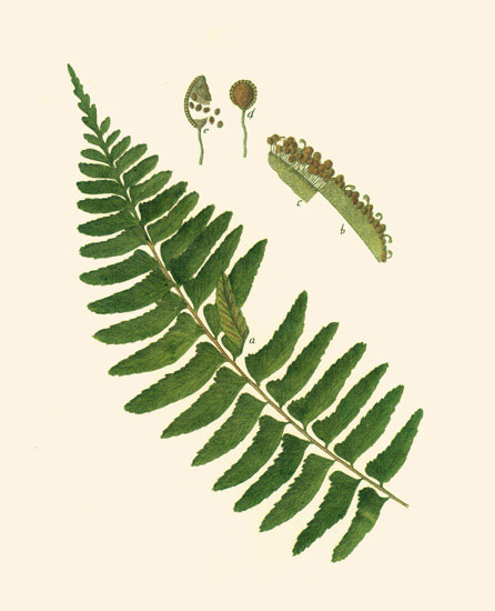 Floral for Jahrriesnge leaves-lpf06899 Compatible Floral Jahrriesnge for leaves-lpf06899