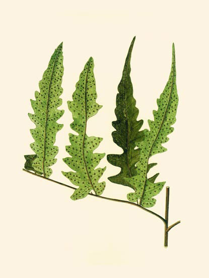Floral for Jahrriesnge leaves-lpf06901 Compatible Floral Jahrriesnge for leaves-lpf06901