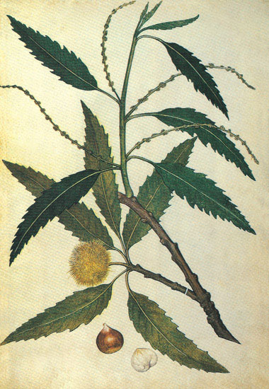Floral for Jahrriesnge leaves-lpf06925 Compatible Floral Jahrriesnge for leaves-lpf06925