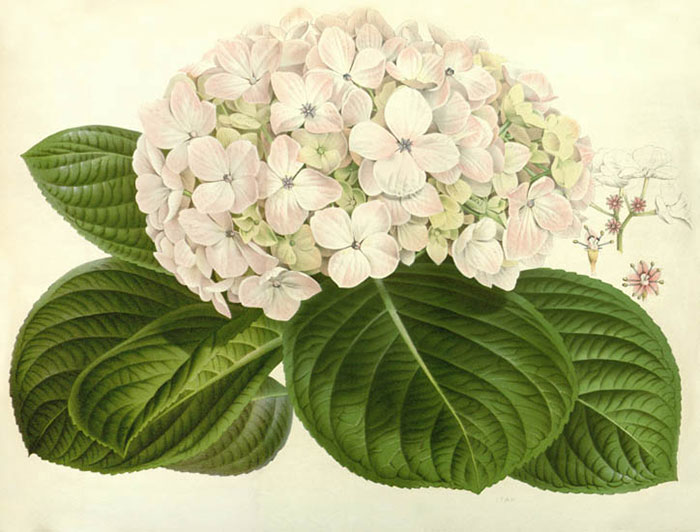 Floral for Jahrriesnge flowers-lpf06933 Compatible Floral Jahrriesnge for flowers-lpf06933