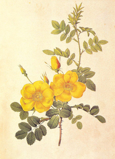 Floral for Jahrriesnge flowers-lpf06945 Compatible Floral Jahrriesnge for flowers-lpf06945
