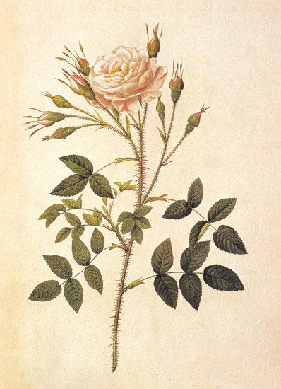 Floral for Jahrriesnge flowers-lpf06946 Compatible Floral Jahrriesnge for flowers-lpf06946