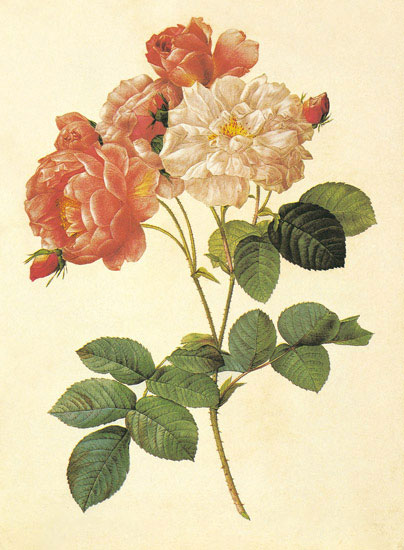Floral for Jahrriesnge flowers-lpf06947 Compatible Floral Jahrriesnge for flowers-lpf06947