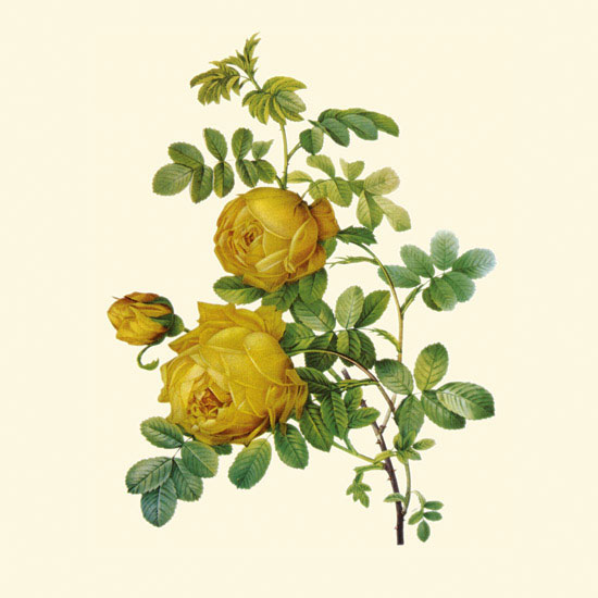 Floral for Jahrriesnge flowers-lpf06955 Compatible Floral Jahrriesnge for flowers-lpf06955