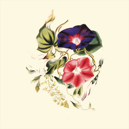 Floral for Jahrriesnge flowers-lpf06956 Compatible Floral Jahrriesnge for flowers-lpf06956
