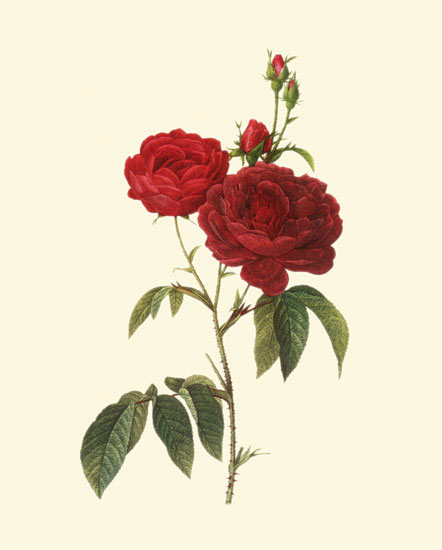 Floral for Jahrriesnge flowers-lpf06957 Compatible Floral Jahrriesnge for flowers-lpf06957