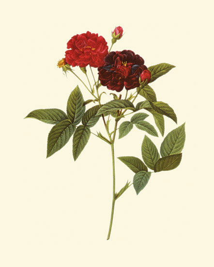 Floral for Jahrriesnge flowers-lpf06958 Compatible Floral Jahrriesnge for flowers-lpf06958