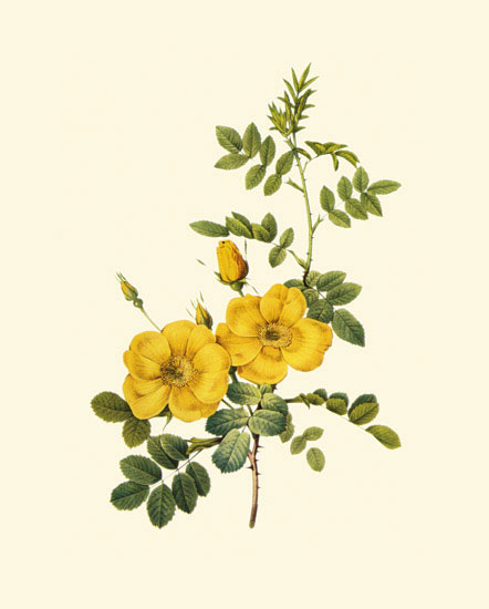 Floral for Jahrriesnge flowers-lpf06959 Compatible Floral Jahrriesnge for flowers-lpf06959