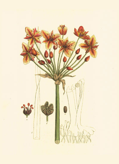 Floral for Jahrriesnge flowers-lpf06979 Compatible Floral Jahrriesnge for flowers-lpf06979