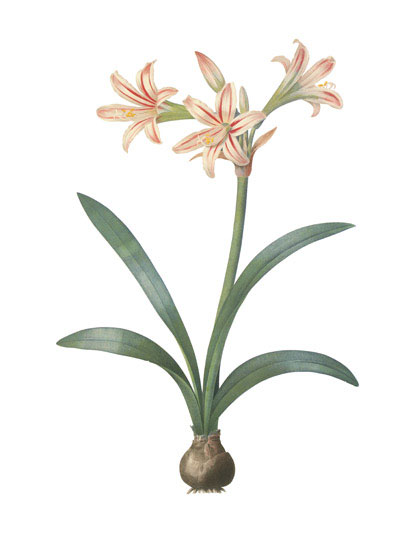 Floral for Jahrriesnge flowers-lpf07000 Compatible Floral Jahrriesnge for flowers-lpf07000