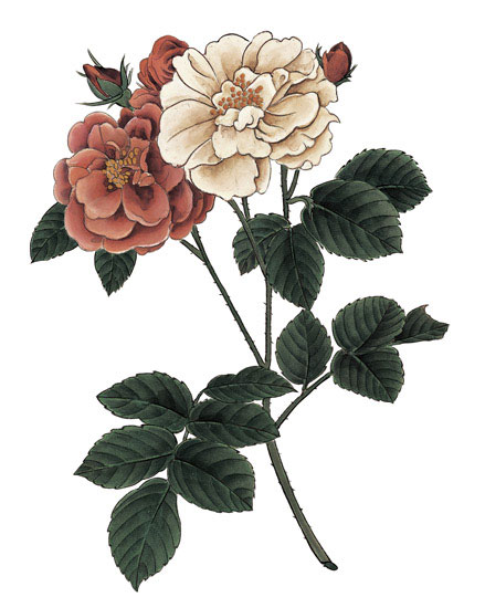Floral for Jahrriesnge flowers-lpf07001 Compatible Floral Jahrriesnge for flowers-lpf07001