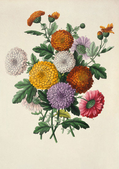Floral for Jahrriesnge flowers-lpf07002 Compatible Floral Jahrriesnge for flowers-lpf07002