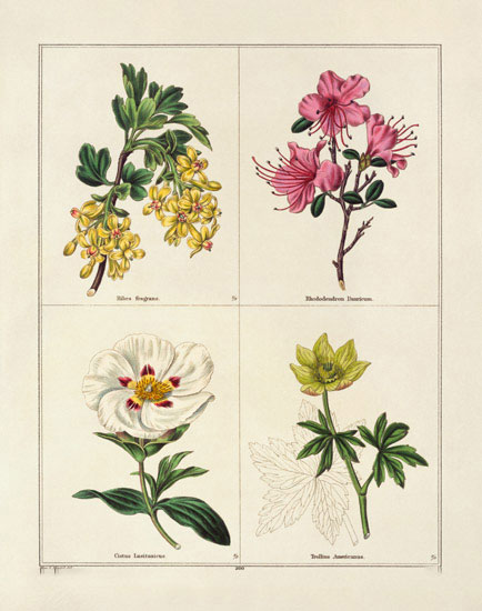Floral for Jahrriesnge flowers-lpf07004 Compatible Floral Jahrriesnge for flowers-lpf07004