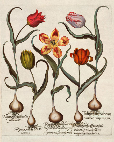 Floral for Jahrriesnge flowers-lpf07005 Compatible Floral Jahrriesnge for flowers-lpf07005