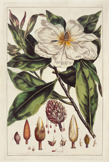 Floral for Jahrriesnge flowers-lpf07006 Compatible Floral Jahrriesnge for flowers-lpf07006