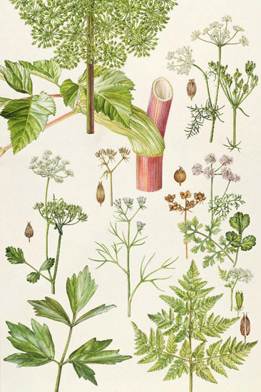 Floral for Jahrriesnge flowers-lpf07032 Compatible Floral Jahrriesnge for flowers-lpf07032