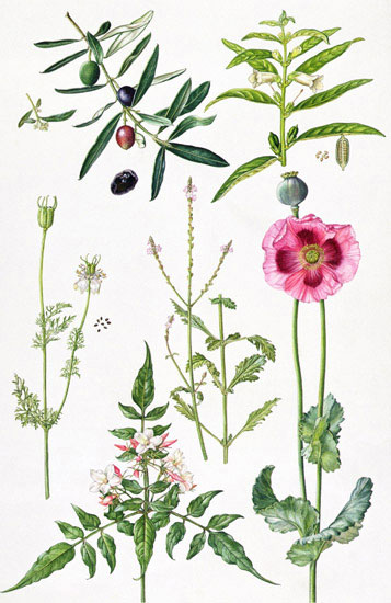 Floral for Jahrriesnge flowers-lpf07033 Compatible Floral Jahrriesnge for flowers-lpf07033