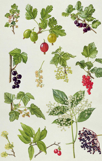 Floral for Jahrriesnge flowers-lpf07034 Compatible Floral Jahrriesnge for flowers-lpf07034
