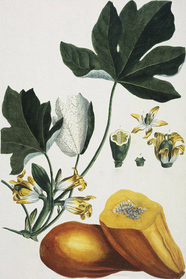 Floral for Jahrriesnge flowers-lpf07037 Compatible Floral Jahrriesnge for flowers-lpf07037