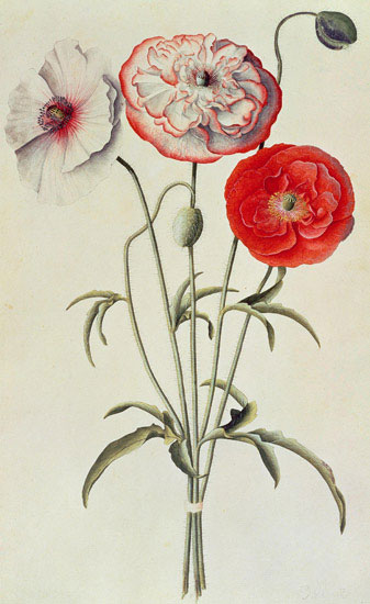 Floral for Jahrriesnge flowers-lpf07041 Compatible Floral Jahrriesnge for flowers-lpf07041