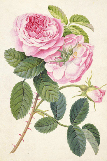 Floral for Jahrriesnge flowers-lpf07047 Compatible Floral Jahrriesnge for flowers-lpf07047