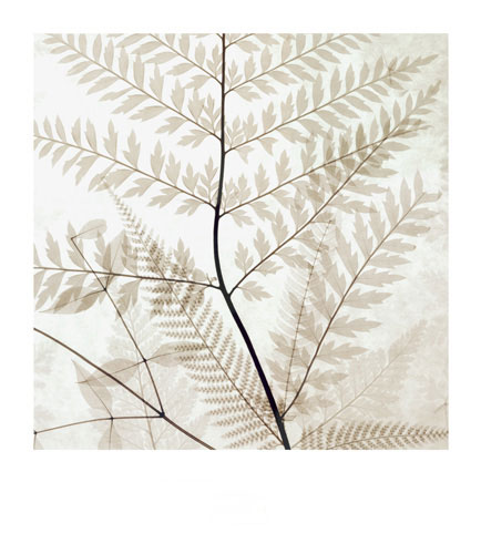 Floral for Jahrriesnge flowers-lpf07206 Compatible Floral Jahrriesnge for flowers-lpf07206