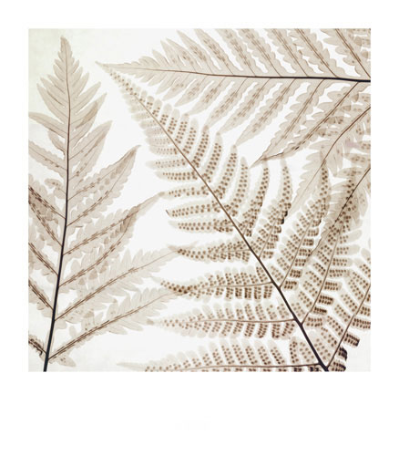 Floral for Jahrriesnge flowers-lpf07207 Compatible Floral Jahrriesnge for flowers-lpf07207