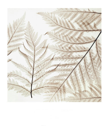 Floral for Jahrriesnge flowers-lpf07208 Compatible Floral Jahrriesnge for flowers-lpf07208
