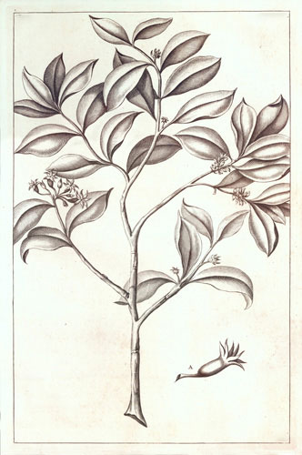 Floral for Jahrriesnge flowers-lpf07219 Compatible Floral Jahrriesnge for flowers-lpf07219