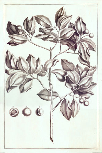 Floral for Jahrriesnge flowers-lpf07220 Compatible Floral Jahrriesnge for flowers-lpf07220